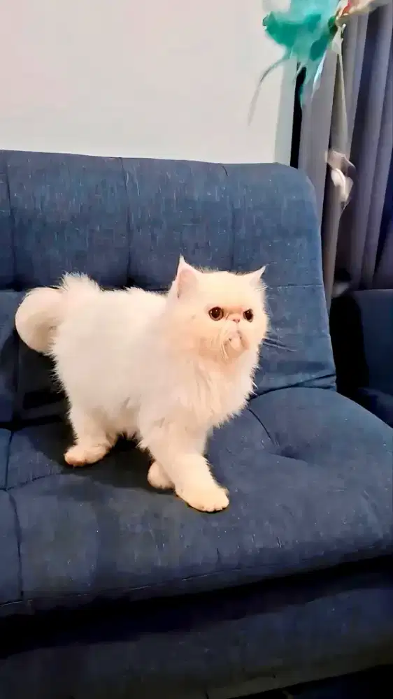 Kucing Peaknose Betina