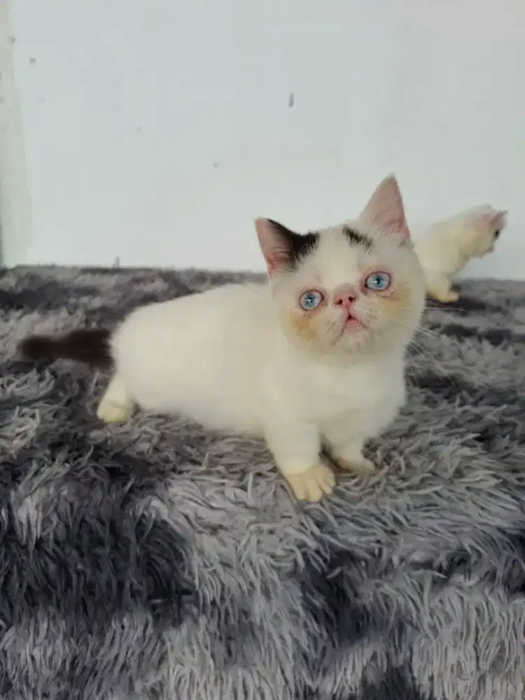 Munchkin peaknose minuet