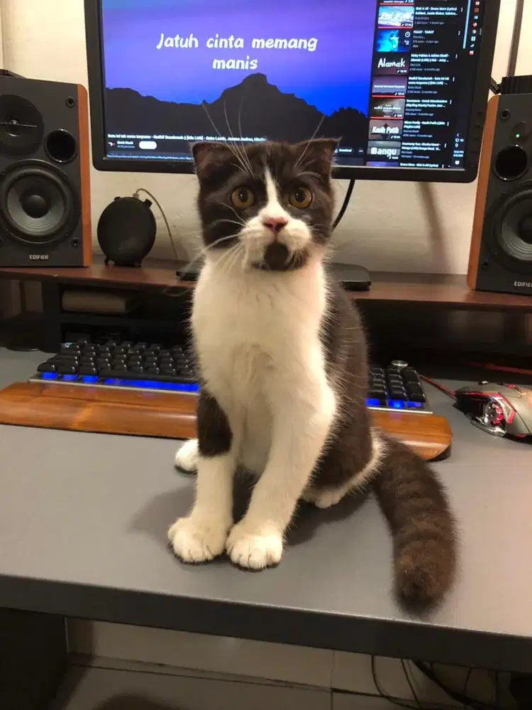 Scottish fold jantan