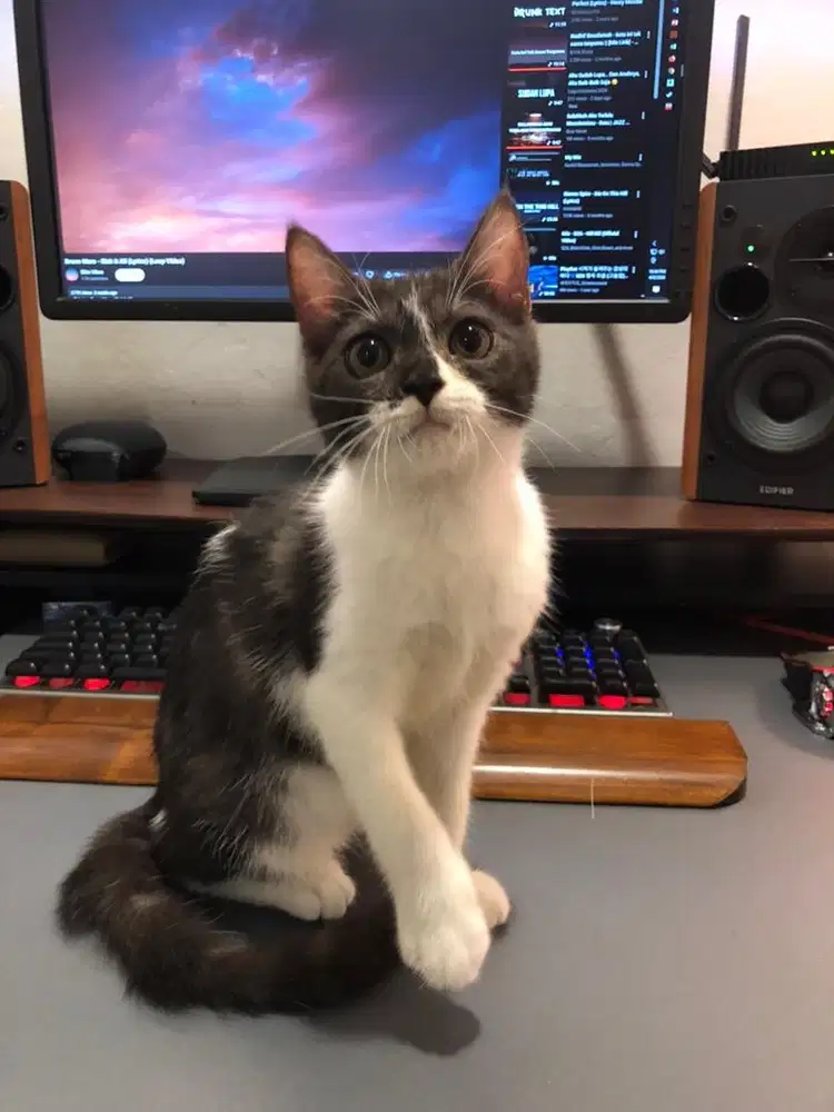 Scottish straight betina