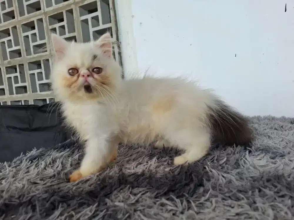 Jantan Peaknose Munchkin ns