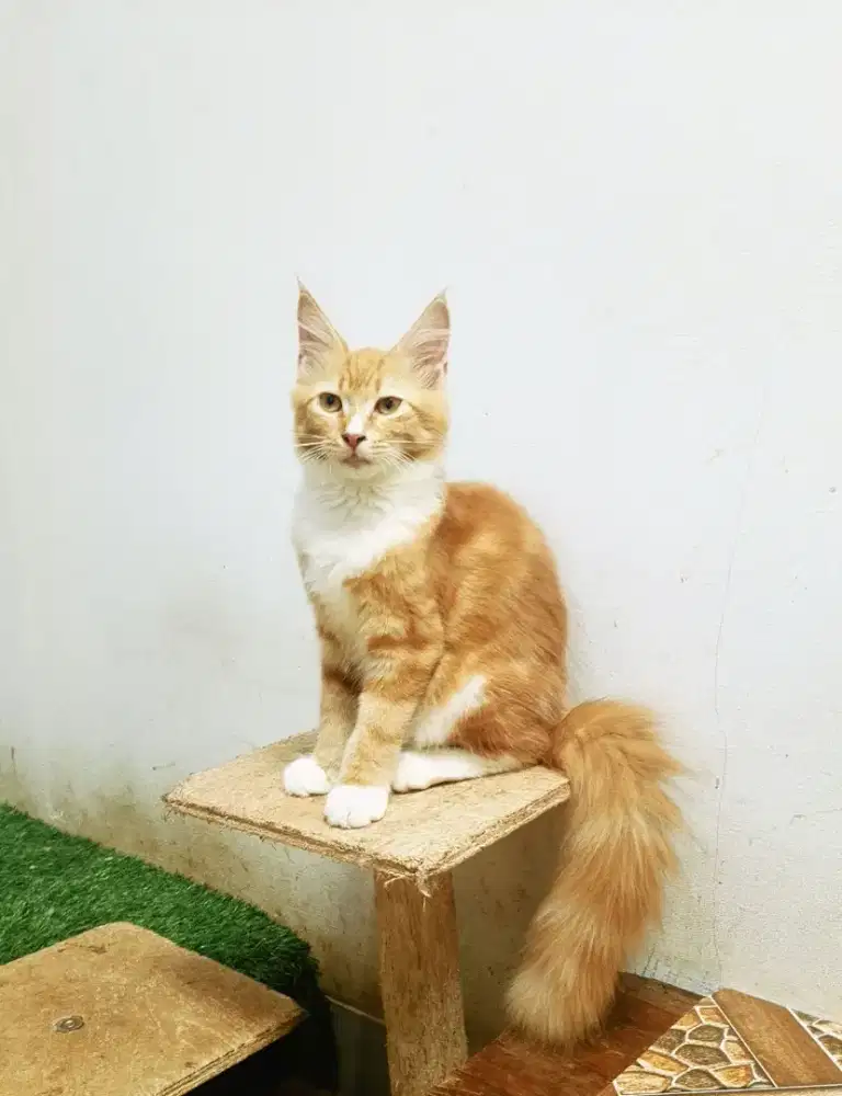 Kitten mainecoon Betina Asli. induk ped Cfa Maine Coon