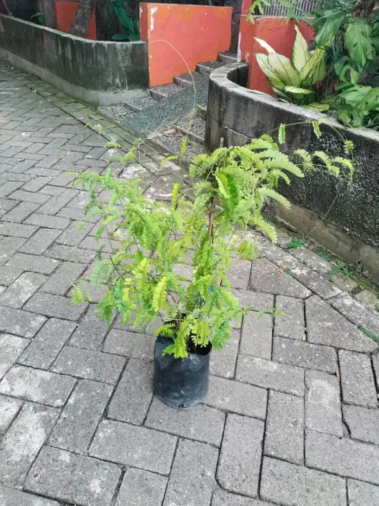 Tanaman Obat Daun Saga