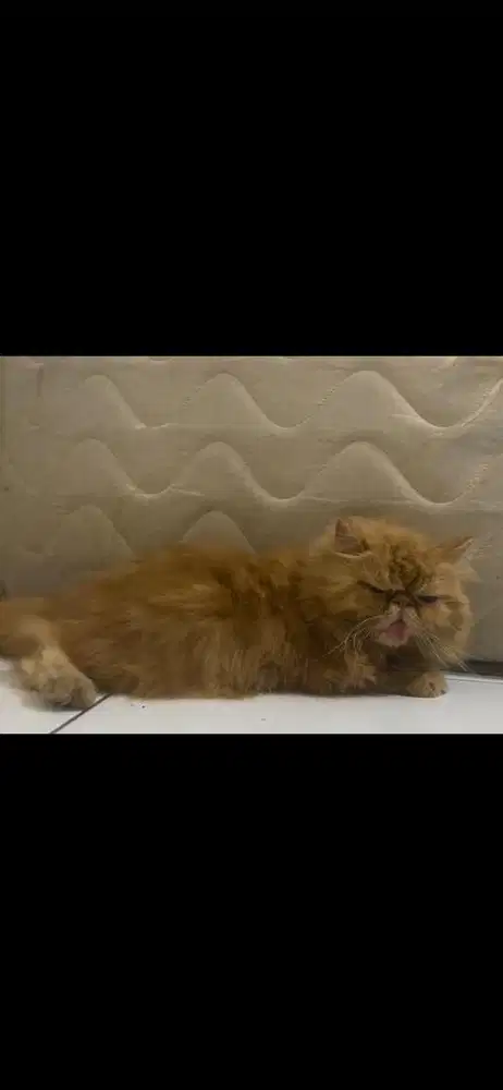 KUCING BETINA PERSIA PEAKNOSE OREN