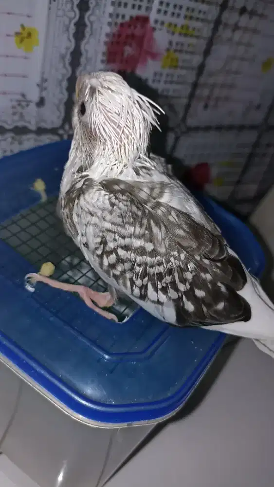 Anakan Falk WF pearl jinak