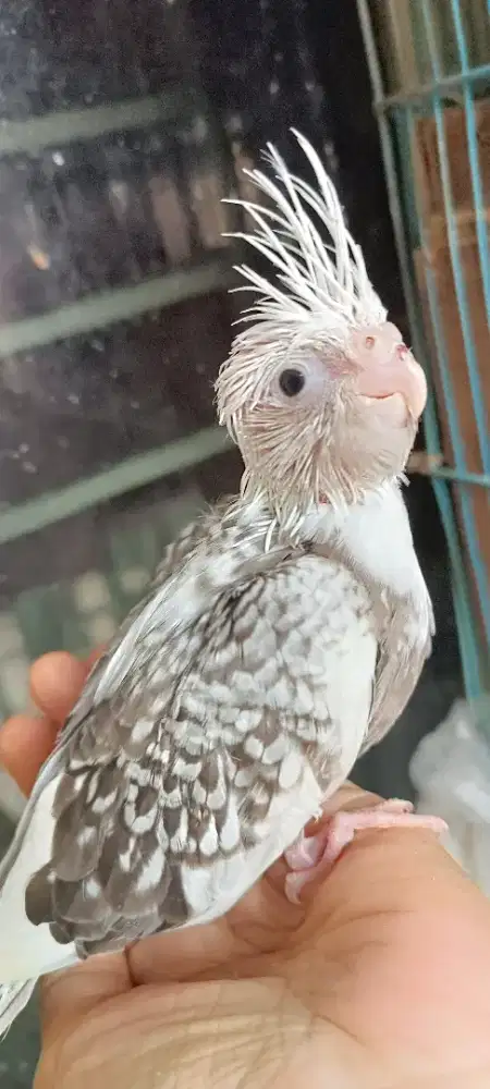 Anakan falk WF Pearl jinak