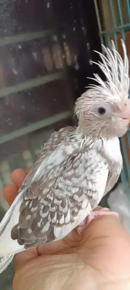 Baby falk WF Pearl jinak banget