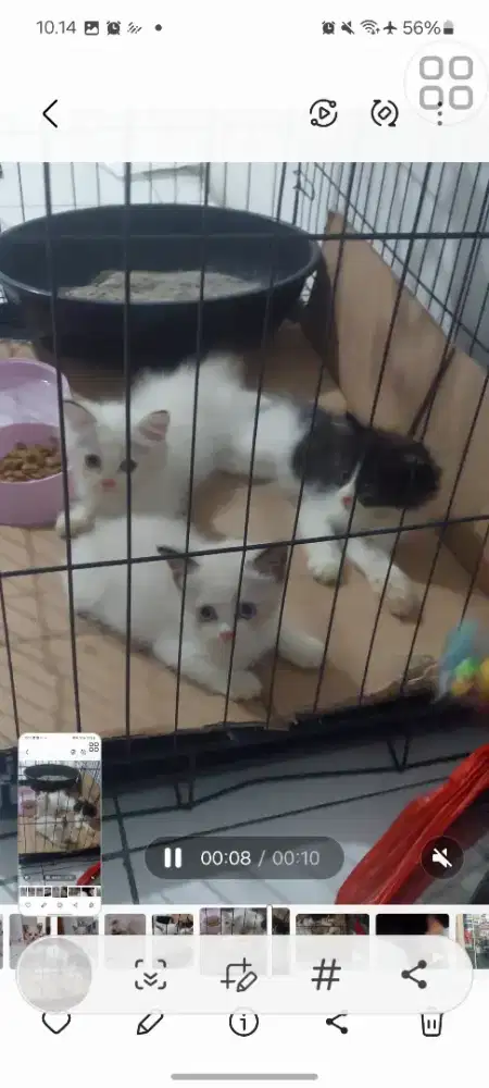 Kitten persia himalaya