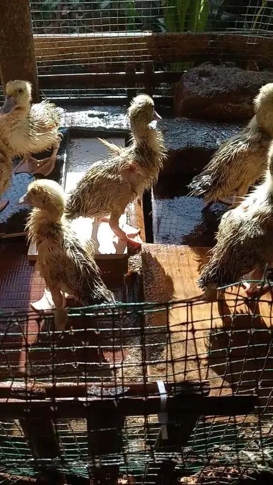 Di jual anakan entok jaligon