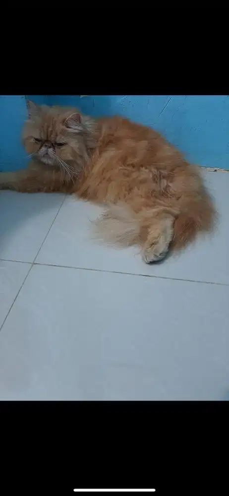 KUCING PERSIA PEAKNOSE BETINA OREN