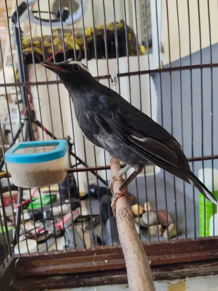 Dijual Anis Siberia jantan jinak Voer total