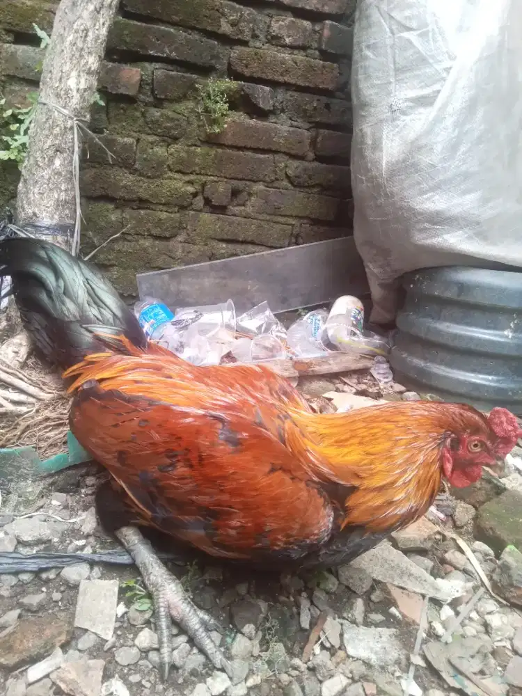Jual Ayam Jago sehat gemuk
