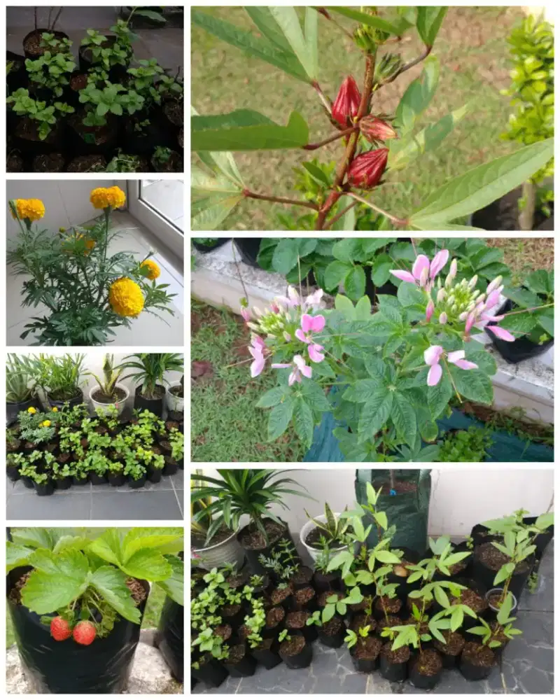 Aneka bibit tanaman buah, bunga,herb Peppermint,rosemary marigold,dll