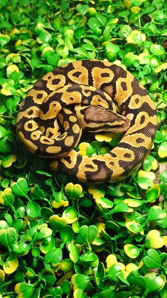 Ballpython Pastel het Clown ph Lavender - Male