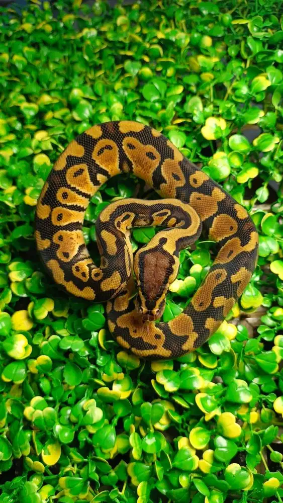 Ballpython Pastel Het Clown - Female/Betina