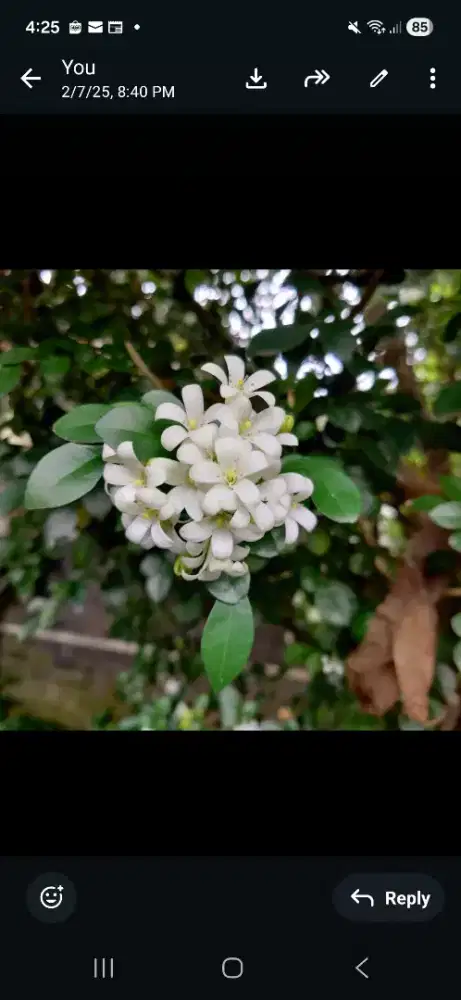 Pohon bunga kemuning