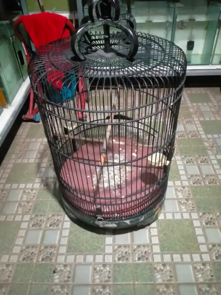 Sangkar bulat diameter 50