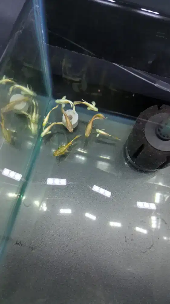 Ikan guppy full gold ribbon indukan