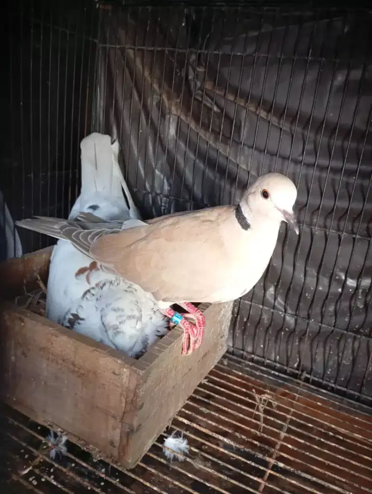 JuaL burung jodohan hybrid puter pelung vs japati jembros