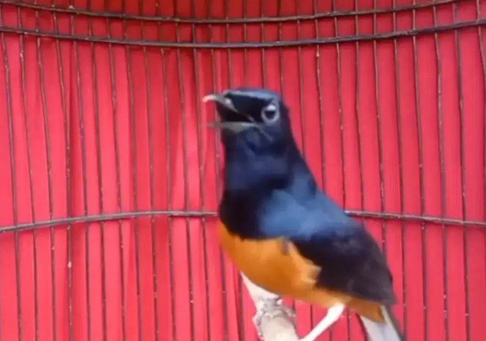 murai batu PRESTASIAN ANGET MAIN EVENT LEVEL REGIONAL