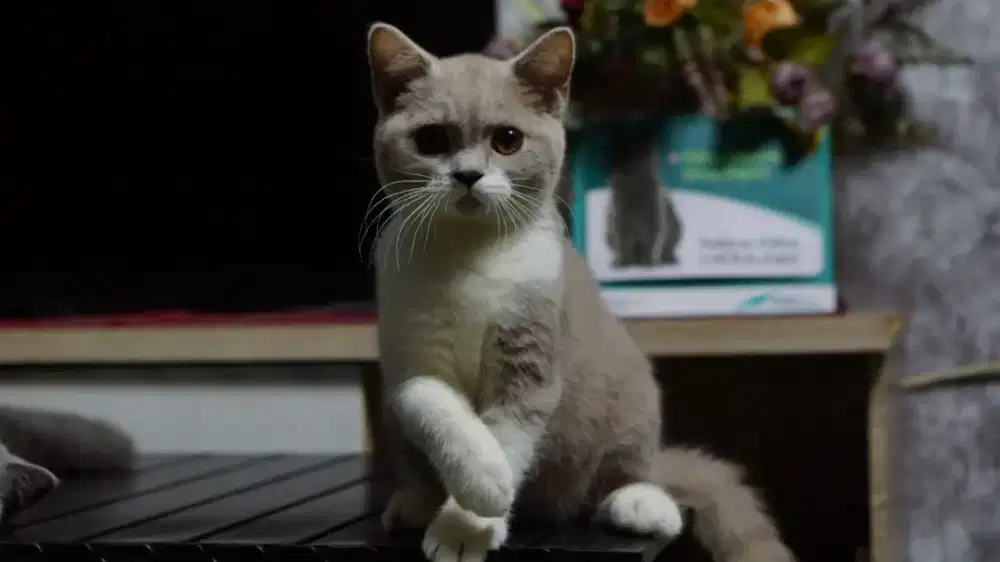 KITTEN ANAK KUCING BRITISH SHORTHAIR BSH BICO FAWN 4BULAN