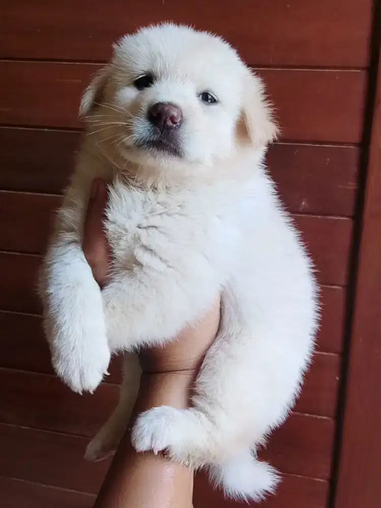 Puppy kintamani jantan
