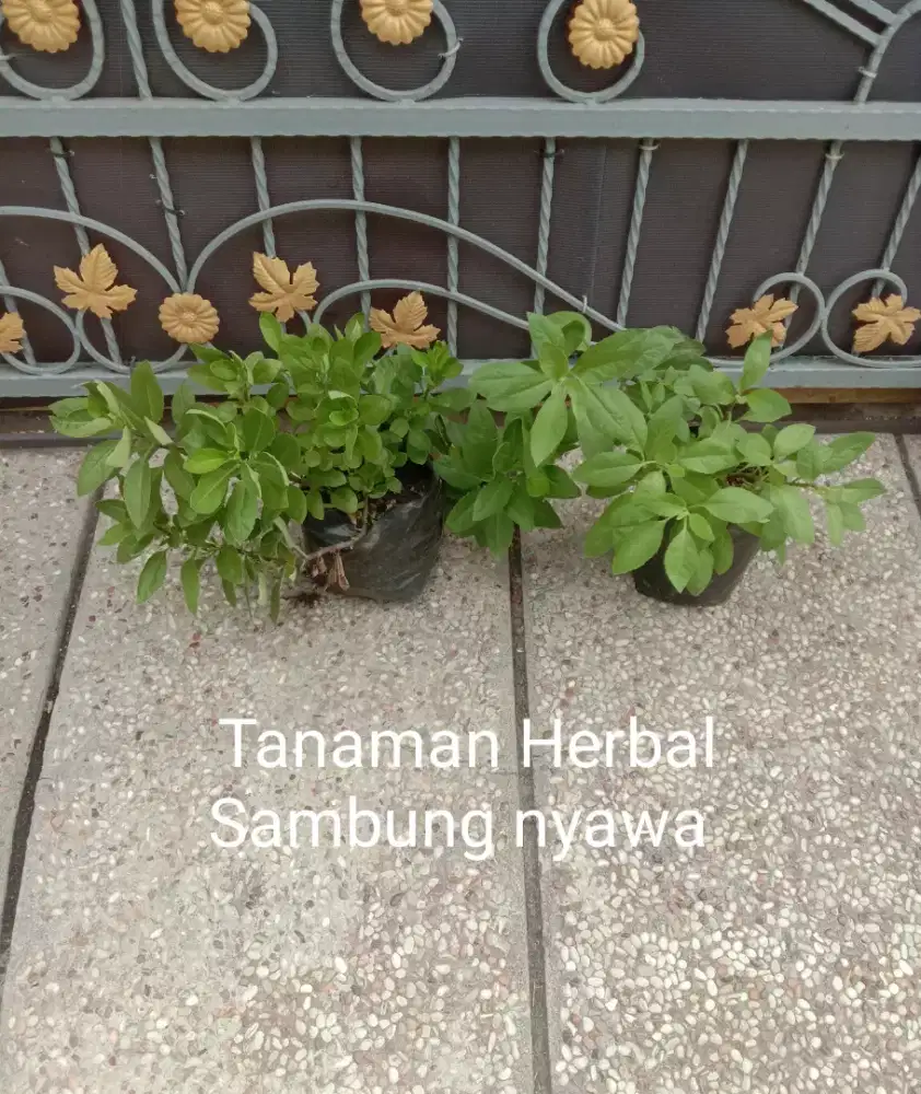 Tanaman Herbal Daun Sambung Nyawa