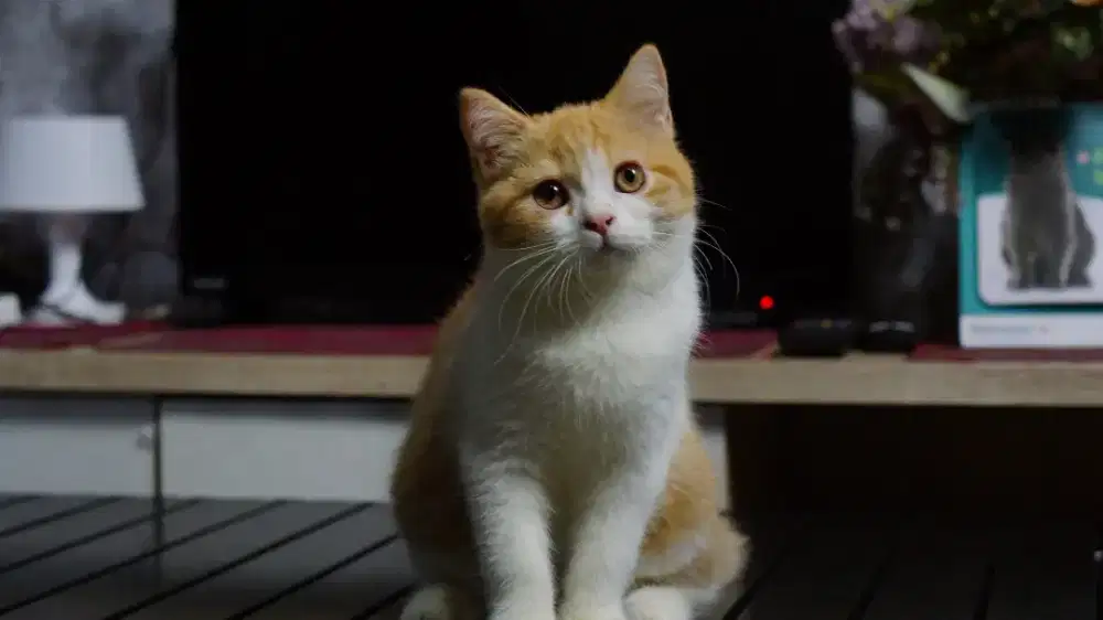 ANAK KITTEN BSH BRITISH SHORTHAIR BICO RED