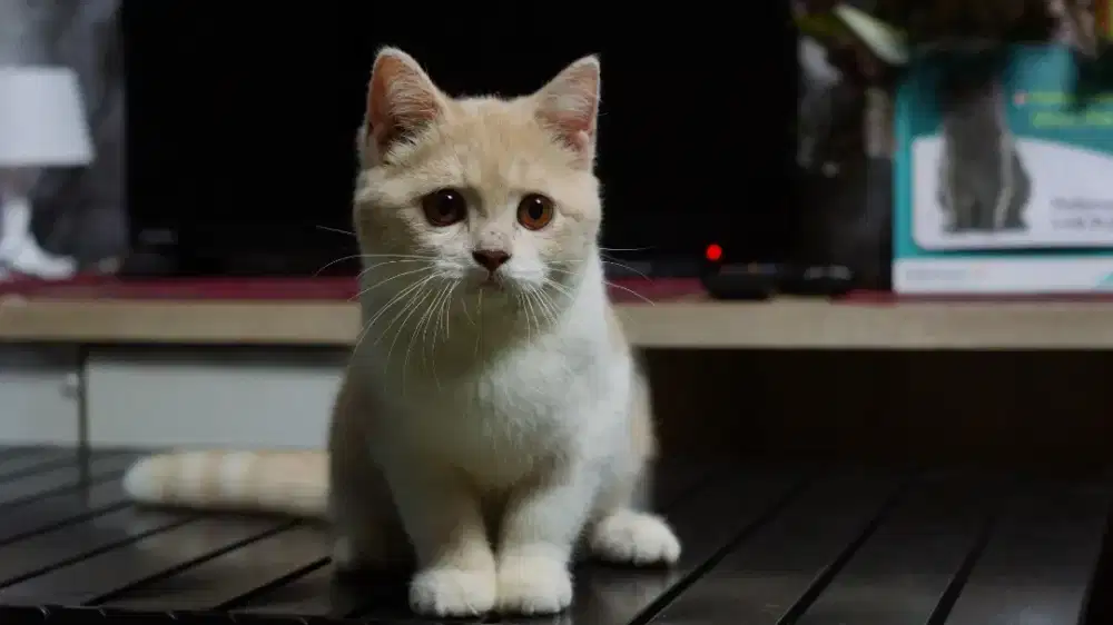 KITTEN BSH BRITISH SHORTHAIR BICO CREAM