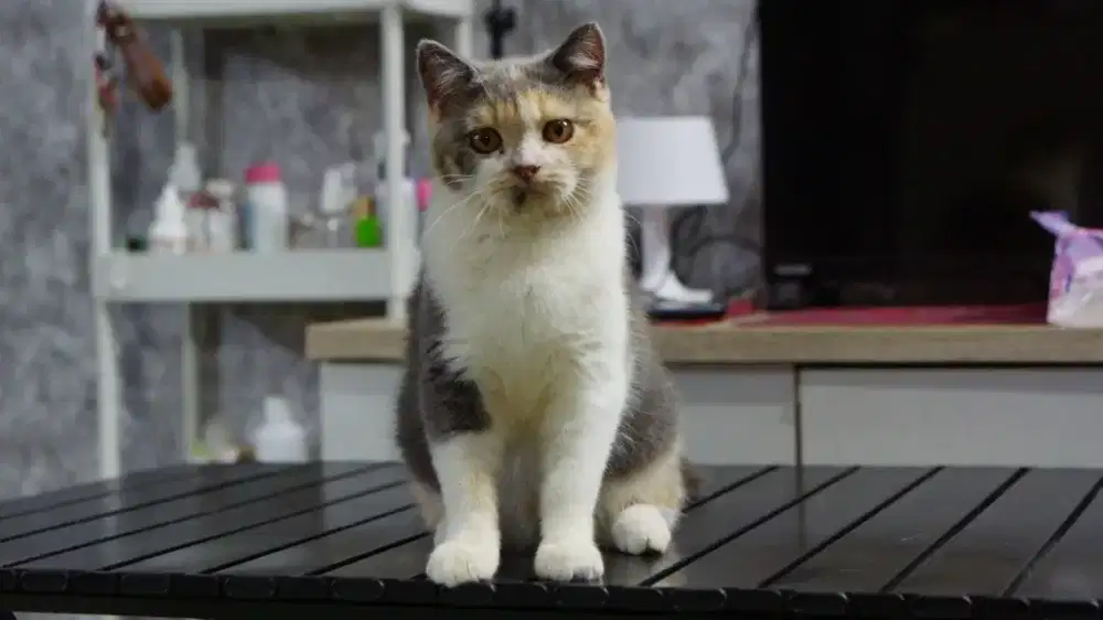 KITTEN BRITISH SHORTHAIR BSH CALICO