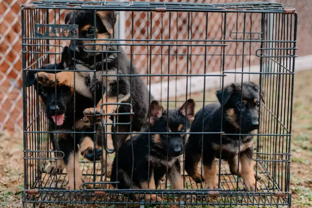 Pupies herder ( tanggerang)