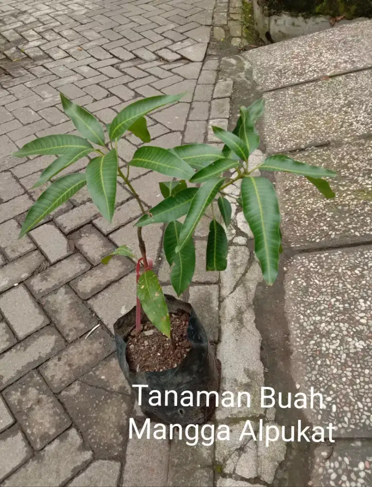 Tanaman Buah Mangga Alpukat