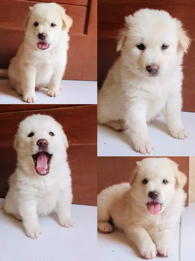 Puppy kintamani betyna