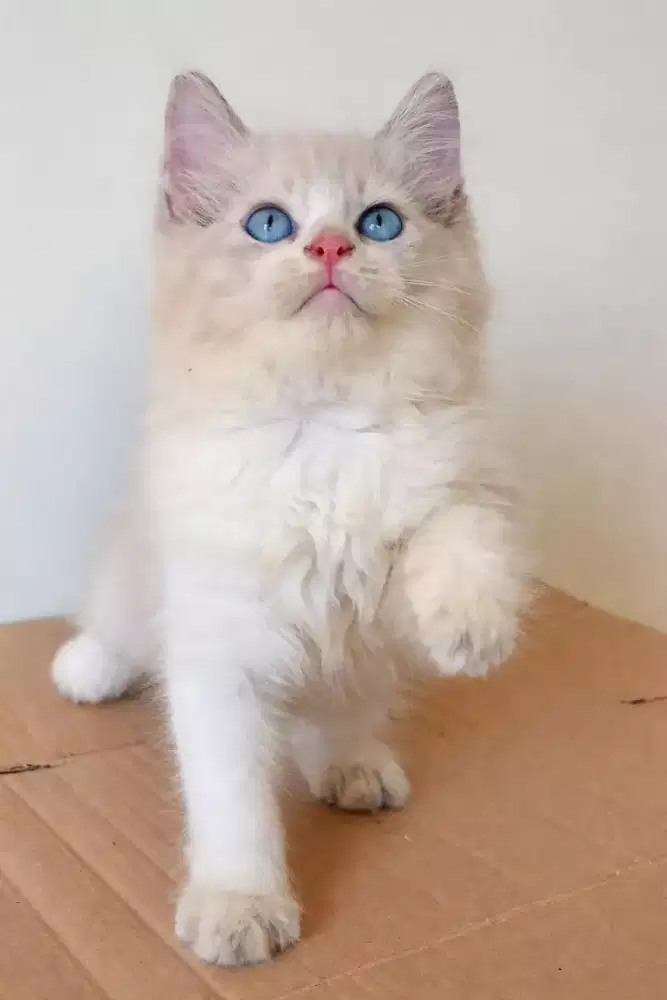 Kitten ragdoll ( sawangan depok)