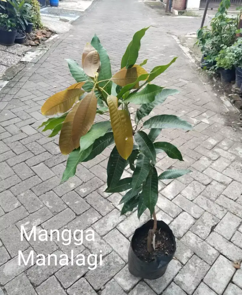 Tanaman Buah Unggul Mangga Manalagi