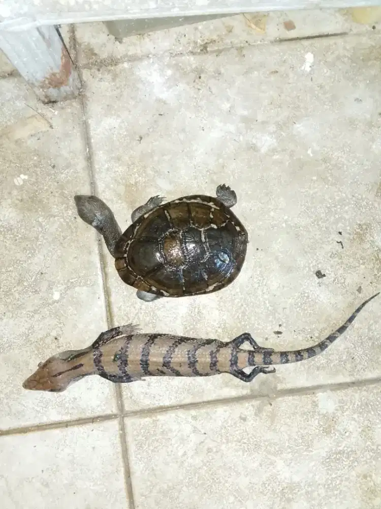 ART URUS HEWAN REPTIL