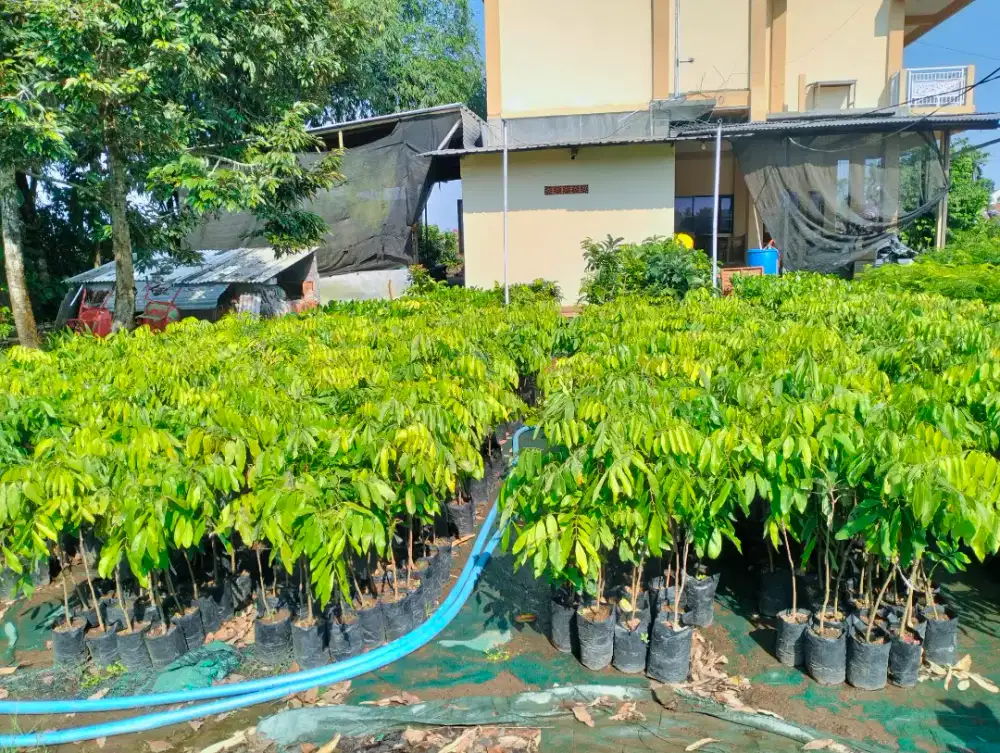 Bibit lengkeng new kristal