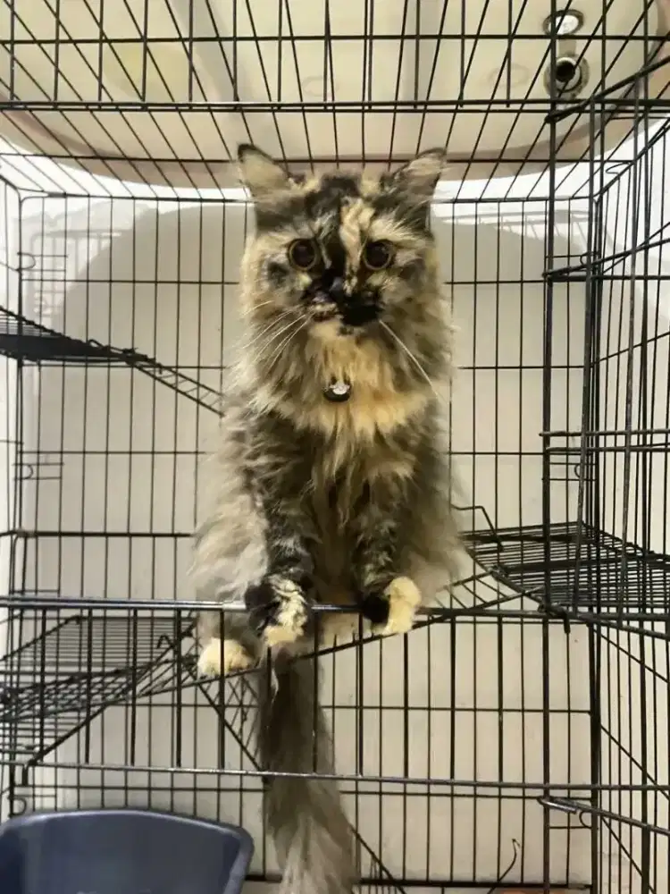 Sepasang kucing persia