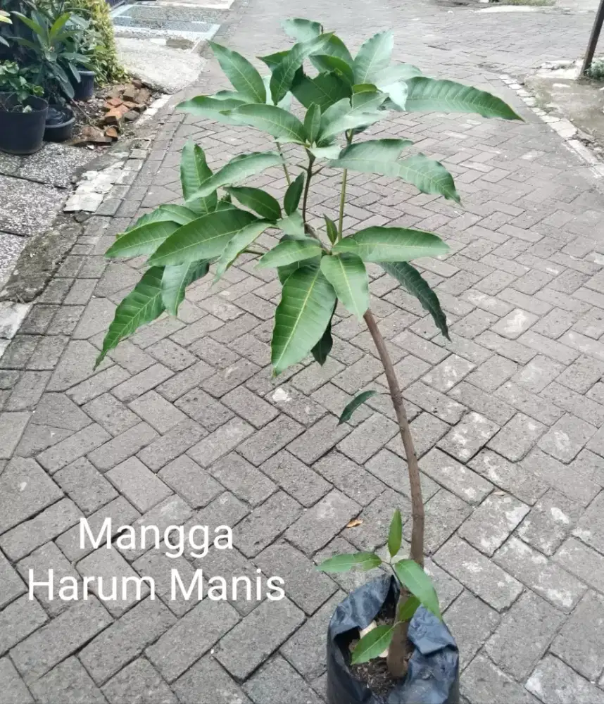 Tanaman Buah Mangga Harum Manis Bibit Unggul