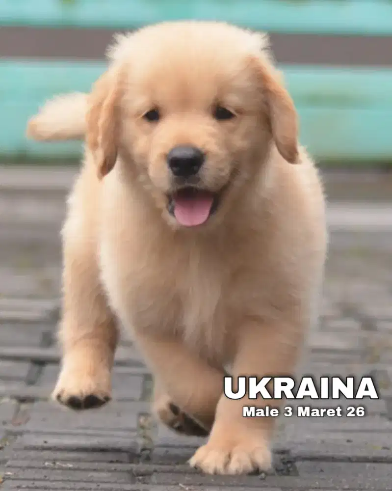 Golden ret jantan •UKRAINA•