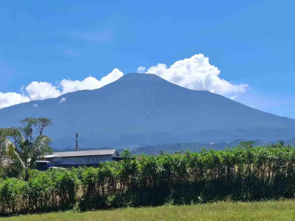 DIJUAL TANAH PURWOKERTO COCOK UNTUK MASA PENSIUN.