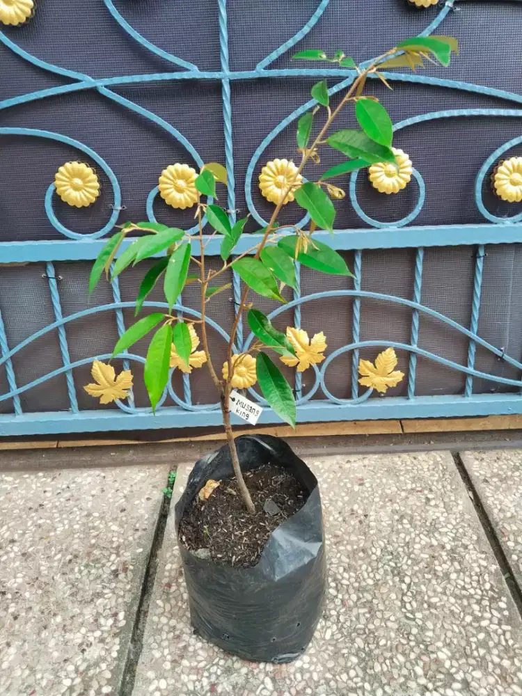 Tanaman Buah Durian Musang King