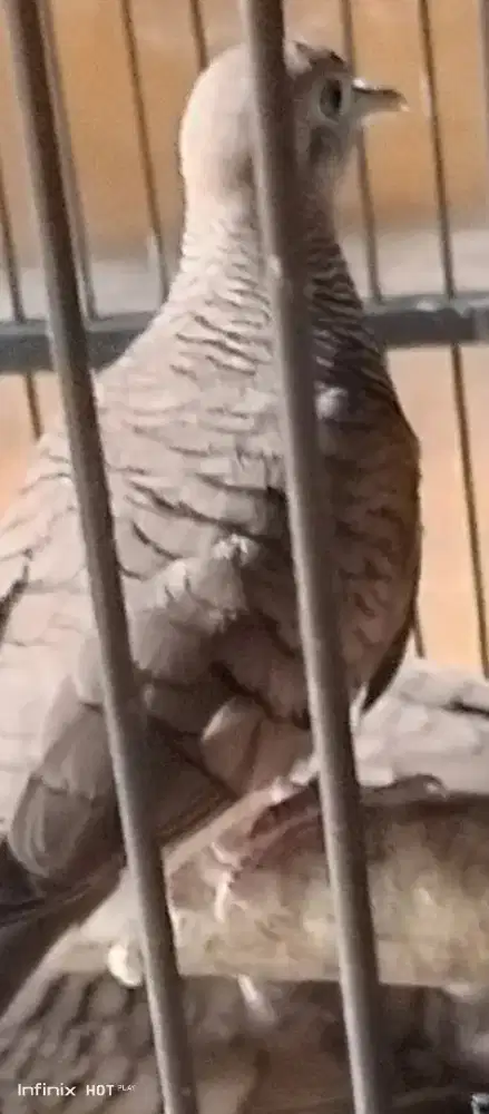 kutut lokal alam jantan