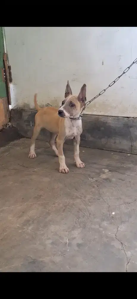 Terpit (terrier x pitbull)