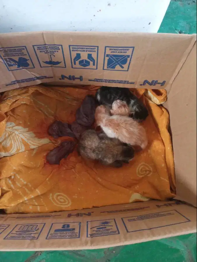 Merawat Dan Pelihara Anak Kucing Baru Lahir, 4 Ekor