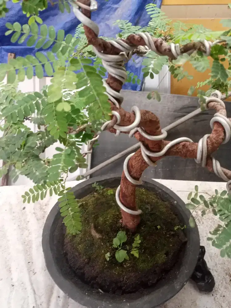 Bonsai Asem Jawa