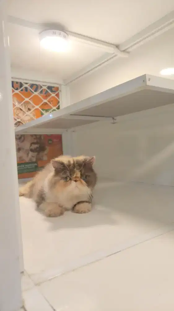 Kucing peaknose longhair betina calico