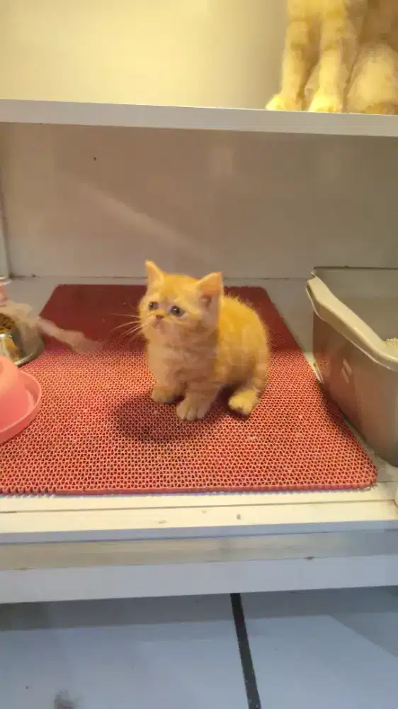Kucing kitten munhckin cebol betina pesek bulat