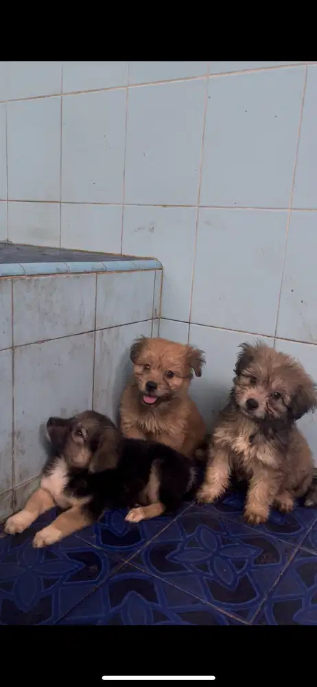 Open adopsi anak anjing usia 2 bulan