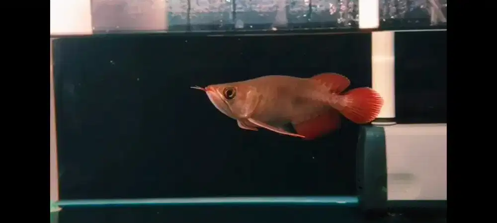 Ikan Arwana arowana Super red short body ITL -+17-18cm